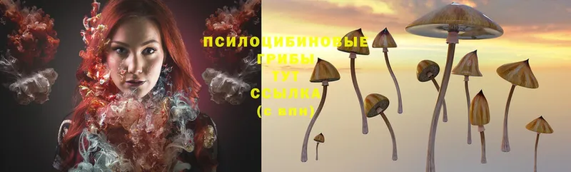 Псилоцибиновые грибы Psilocybe  Каспийск 